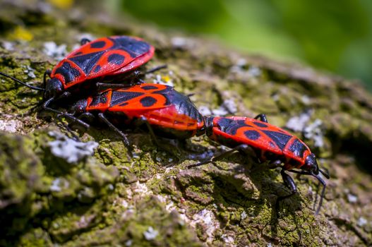 three macro insects fire bug close up in spring