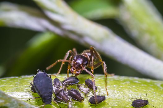 ants milking aphids on green leaf in the season garden