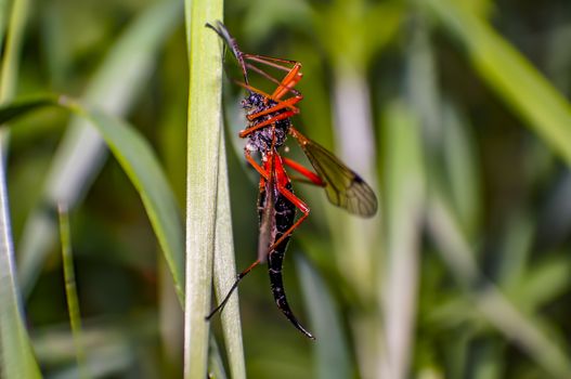 big scorpion fly in summer forest