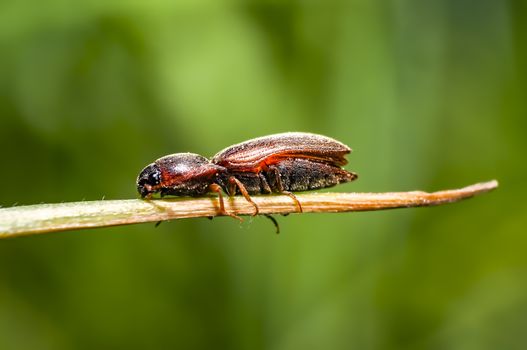resting brown bug an herbs in season forest