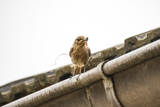 redstart female brings feed for the young