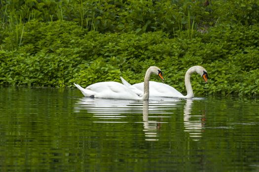 Swan family in nature reserve lake