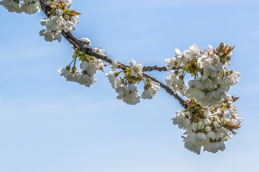 cherry blossom branch in the season garden