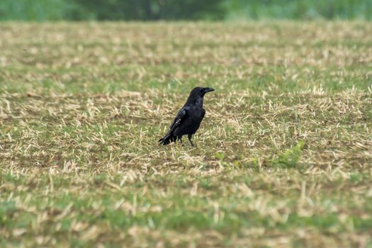 sow rook on harvested field