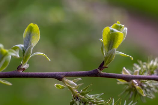 green willow leaves bud in spring time