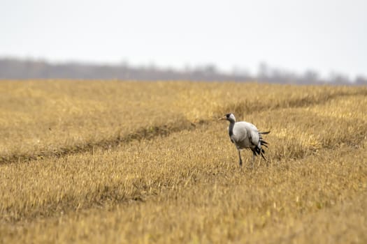 eurasian cranes land on a harvested korn field