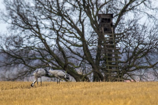 eurasian cranes land on a harvested korn field