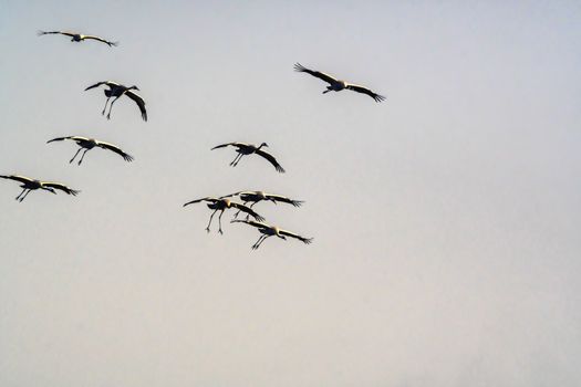 Migratory bird cranes on the field