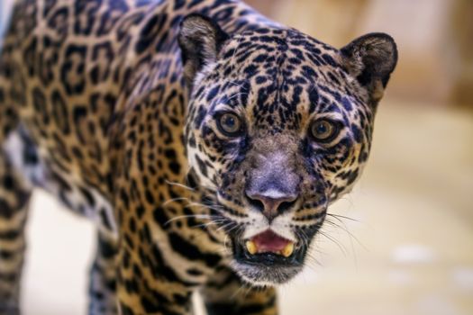 wild jaguar lurking for prey in the green jungle