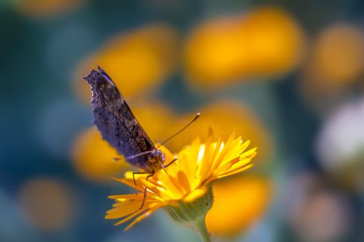little blossom butterfly in my season garden