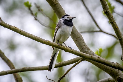 Wagtail sits on a branch