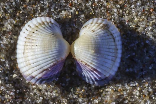 Two halves of a seashell hold together at the Baltic Sea beach