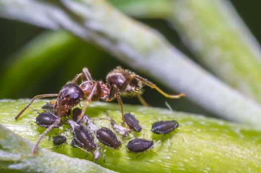 ants milking aphids on green leaf in the season garden