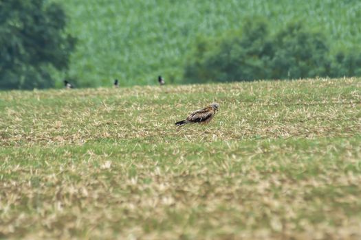 red kite on harvested field