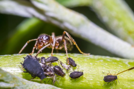 ants milking aphids on green leaf in the season garden