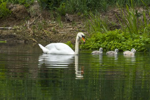 Swan family in nature reserve lake