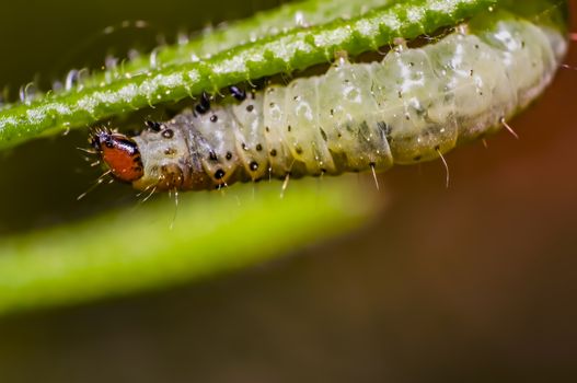 little young caterpillar in the summer forest