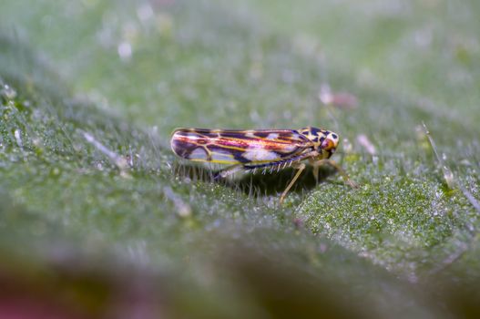 small cicada on green nettle leaf in the forest