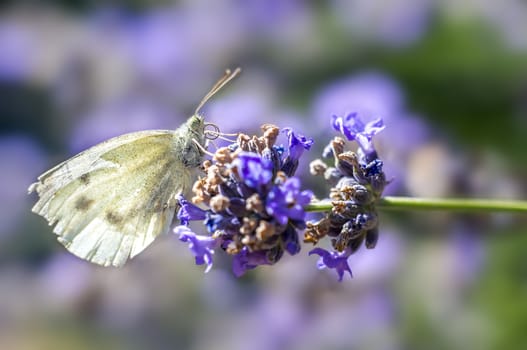 little blossom butterfly in my season garden
