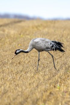 eurasian cranes land on a harvested korn field