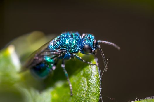 blue beetle in the season garden