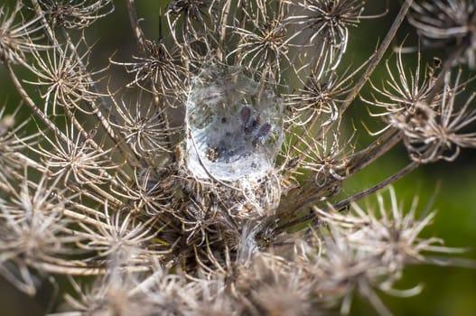 faded wild carrot in late summer