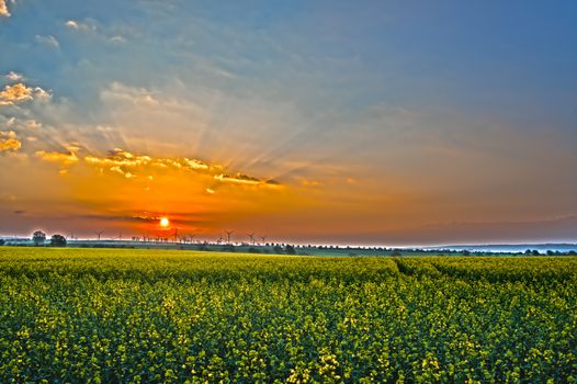 sunset at yellow rape field in summer season