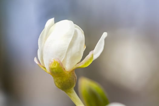 young spring plum tree blossom in april