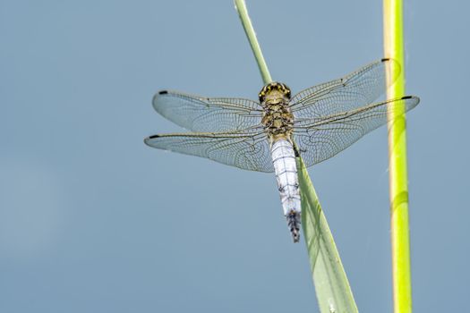 blue dragonfly at nature protection area