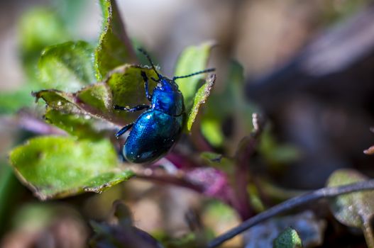 Macro insect Sky blue leaf beetle on leaf
