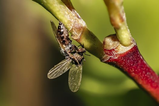 small fly on green leaf in the season garden
