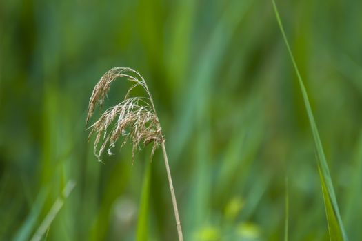 Herbs on the green summer meadow