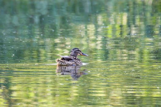 Mallard female on the nature pond