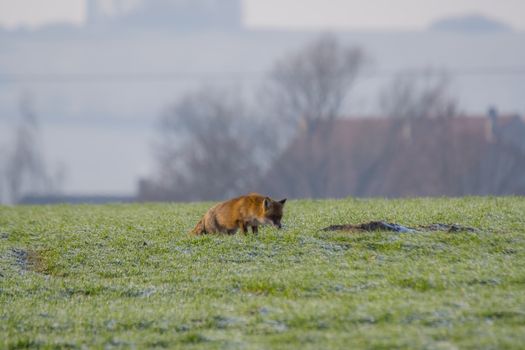 young fox at a fox cave