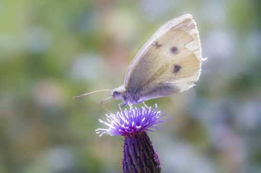 beautiful colorful butterfly on colorful flowers blossom on spring meadow