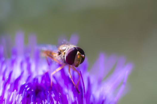 Hoverfly at colorfull Blossom in spring meadow