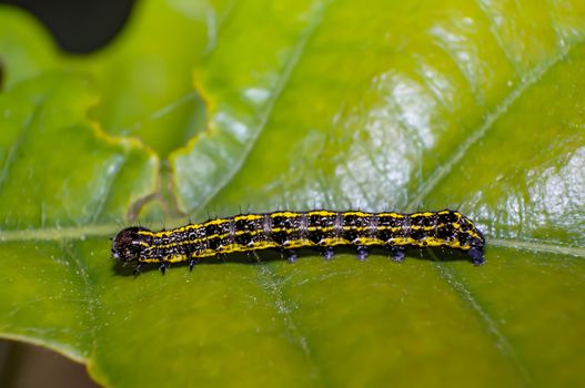caterpillar yellow striped on green leaf in season forest