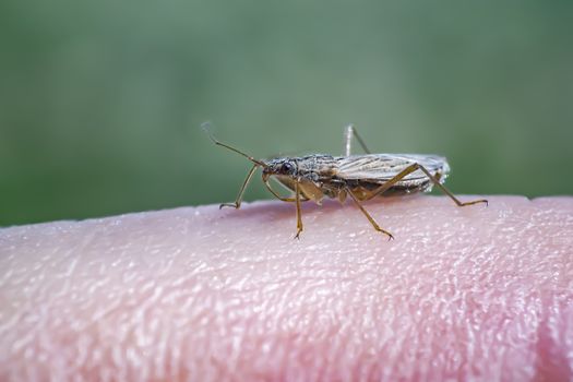 small insect on my skin in spring season