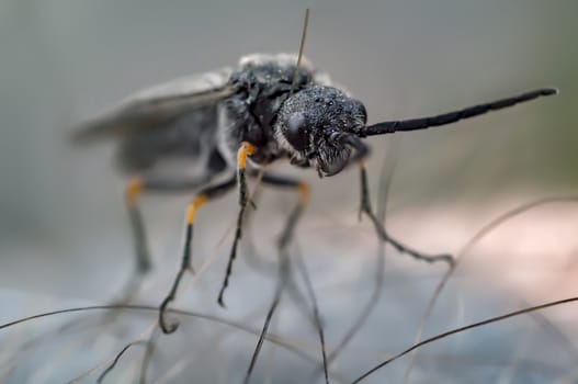 March Fly in my nature season garden