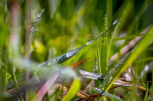 green grass with raindrops