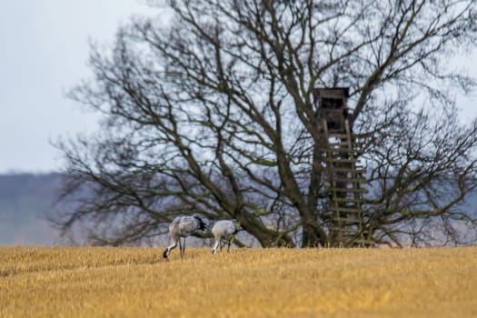 eurasian cranes land on a harvested korn field