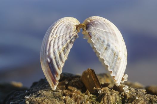Two halves of a seashell hold together at the Baltic Sea beach