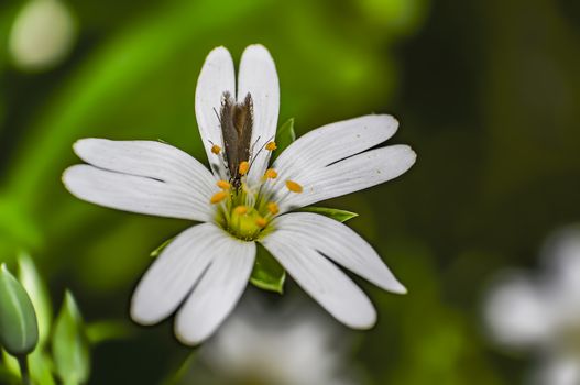 tiny moth in the summer forest