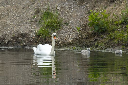 Swan family in nature reserve lake