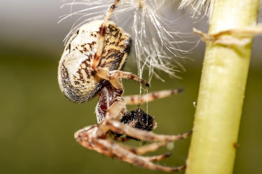 Spider on green leaf in the season garden