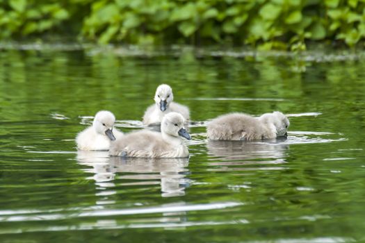 Swan family in nature reserve lake