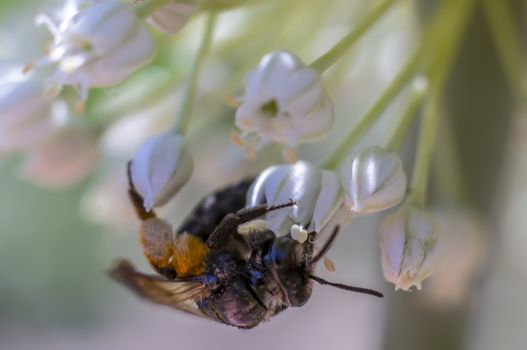 little blossom bee in my season garden