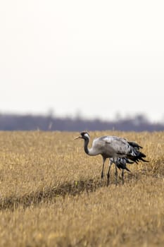 eurasian cranes land on a harvested korn field