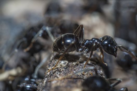 small black shiny ants on an old tree