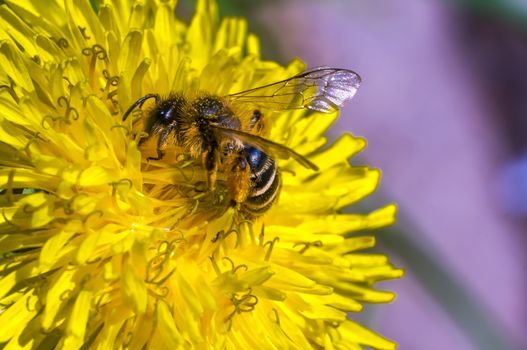 macro insect wild bee on a dandelion in summer very close